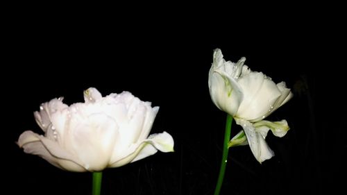 Close-up of white rose against black background