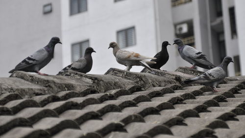 Low angle view of pigeons perching on roof