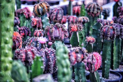 Close-up of purple flowering plants