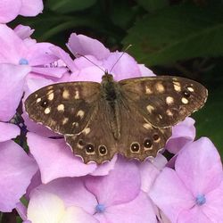 Close-up of butterfly on flower