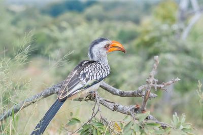 Bird perching on a branch