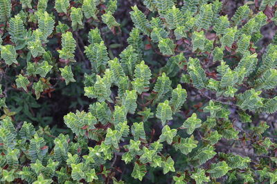 Full frame shot of plants growing on field
