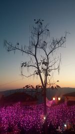 Silhouette tree against sky during sunset