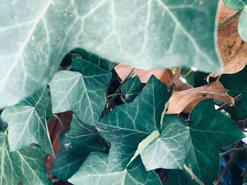 Close-up of dried leaves on plant