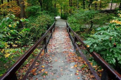 Boardwalk in forest
