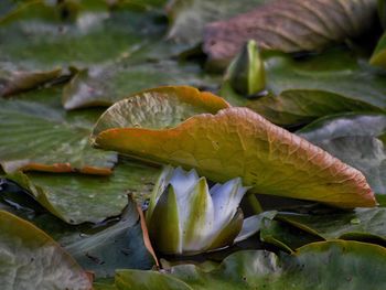 Close-up of leaves in water