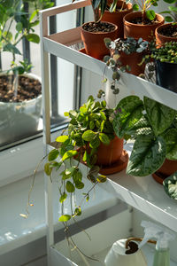 Close-up of potted plant