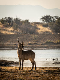 Portrait of wild animal