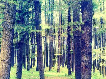 Trees in forest