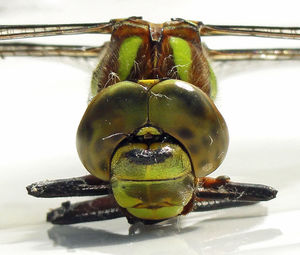 Close-up of object on table