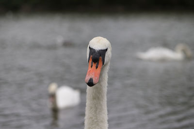 Closeup portrait of swan in loch