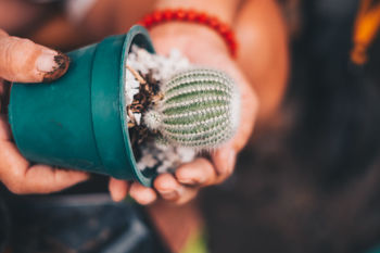 Close-up of person holding potted cactus