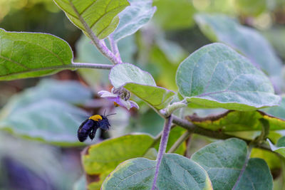 Close-up of insect on flower