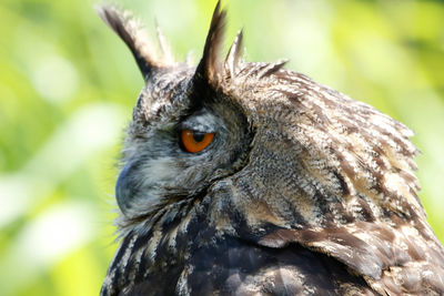 Close-up of a bird
