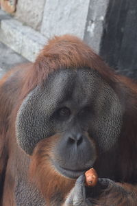 Close-up portrait of gorilla relaxing in zoo