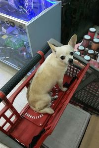 Low angle view of cats