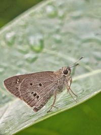 Close-up of butterfly