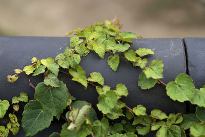 Close-up of green leaves