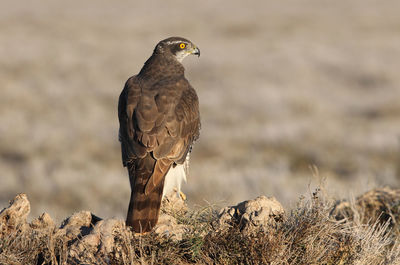 Bird perching on rock