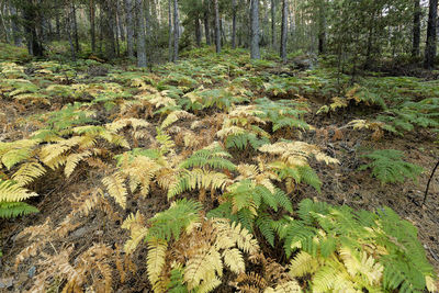 Pine trees in forest