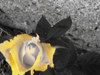 Close-up of yellow rose