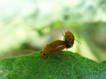 Close-up of insect on plant
