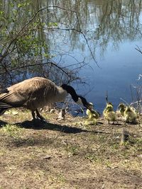 View of birds on lakeshore