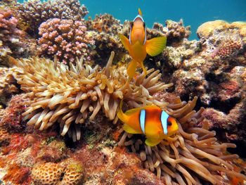 Clown fish swimming in sea with beautiful coral reefs