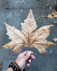 Midsection of person holding maple leaf during autumn