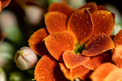 A blooming orange flower covered in morning dew water droplets in a garden in marbella, spain