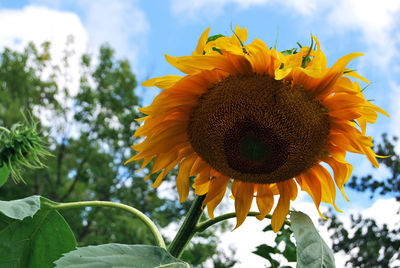 Close-up of sunflower against sky