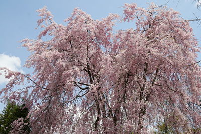 Low angle view of cherry blossoms against sky