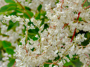 Close-up of white flowering plant