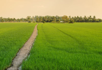 Scenic view of agricultural field against sky