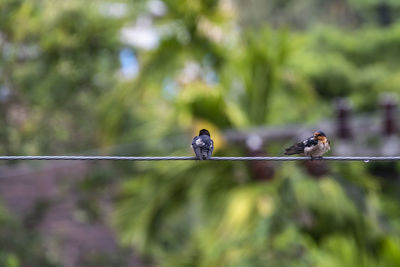 Bird perching on a branch