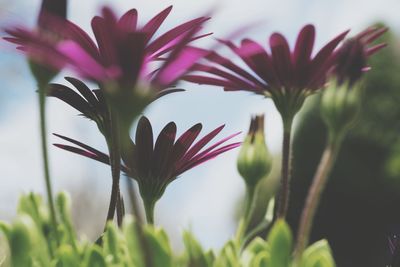 Close-up of flowers against blurred background