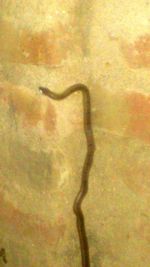 Full frame shot of orange background