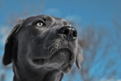 Low angle view of black labrador looking up