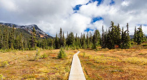 Panoramic shot of trees on land against sky