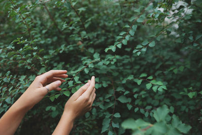 Women's hands with green leaves at a tea plantation for product , natural selected ,