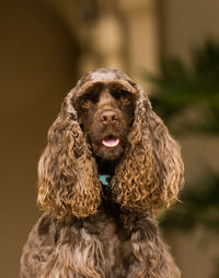 Portrait of dog sitting outdoors