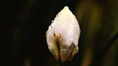 Close-up of wet white flower against black background