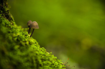 Close-up of mushroom growing on moss