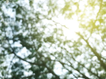 Low angle view of trees against sky