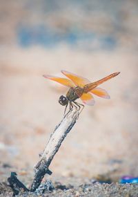 Close-up of dragonfly on wood