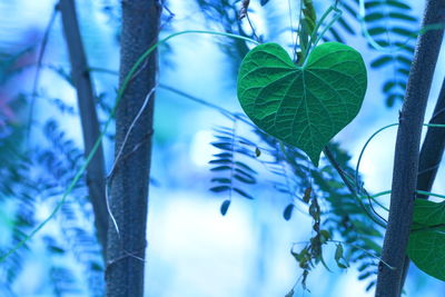 Close-up of leaves on tree trunk