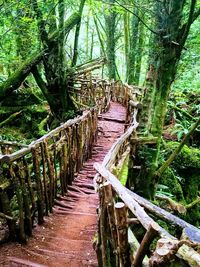 Footpath amidst trees in forest