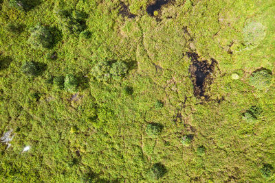 Full frame shot of green plants