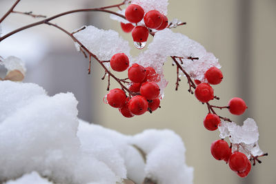 Close-up of frozen red berries