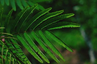 Close-up of fern leaves